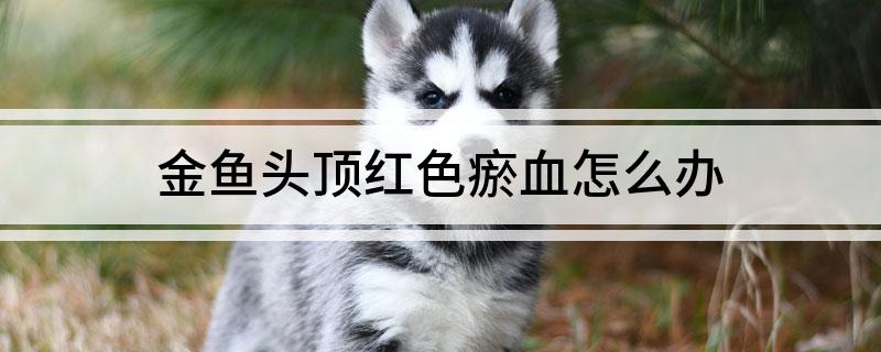 金鱼头顶红色瘀血治疗_观赏鱼跳跃撞伤头部处理_金鱼出血病药物治疗