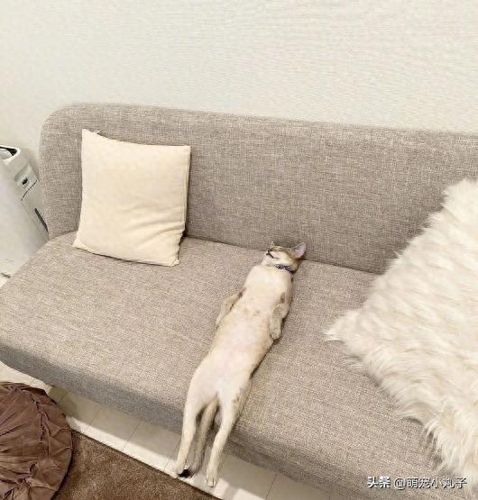 下班发现猫咪“瘫”在沙发上，豪迈睡姿让主人无语：这是有多累？-派特超人-宠物