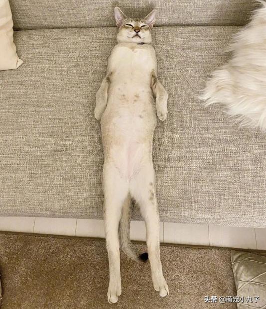 宠物猫咪睡眠姿势_猫咪瘫痪护理要点_猫咪豪迈睡姿