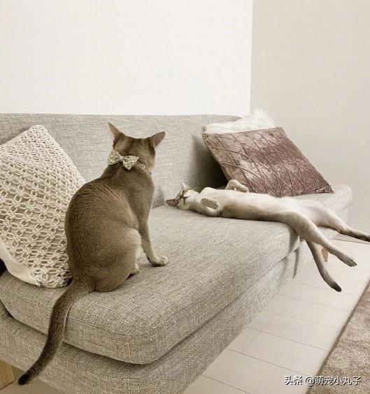 猫咪瘫痪护理要点_猫咪豪迈睡姿_宠物猫咪睡眠姿势