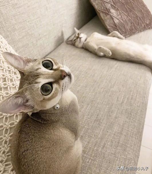 宠物猫咪睡眠姿势_猫咪瘫痪护理要点_猫咪豪迈睡姿