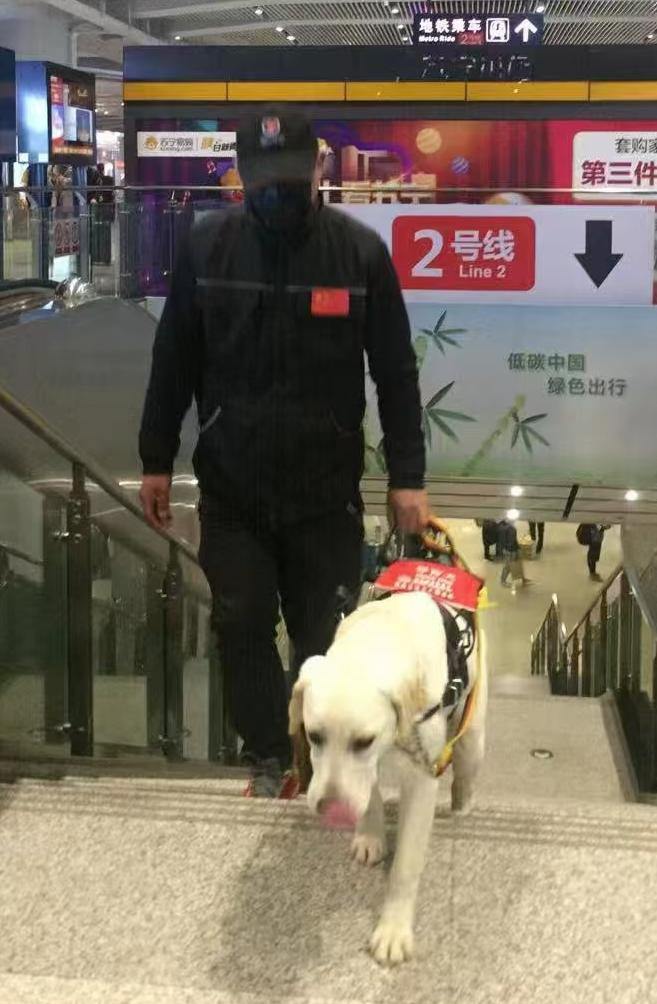 服务犬驯养师职业发展_导盲犬驯养师工作日常_宠物训练师教你纠正狗狗不良习惯
