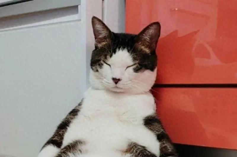 猫瘫坐在柜子前打瞌睡！主人笑：顾家太累？-派特超人-宠物