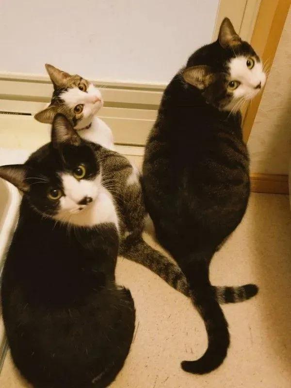 白底虎斑猫顾家日常_猫咪瘫痪护理要点_猫咪打瞌睡姿势