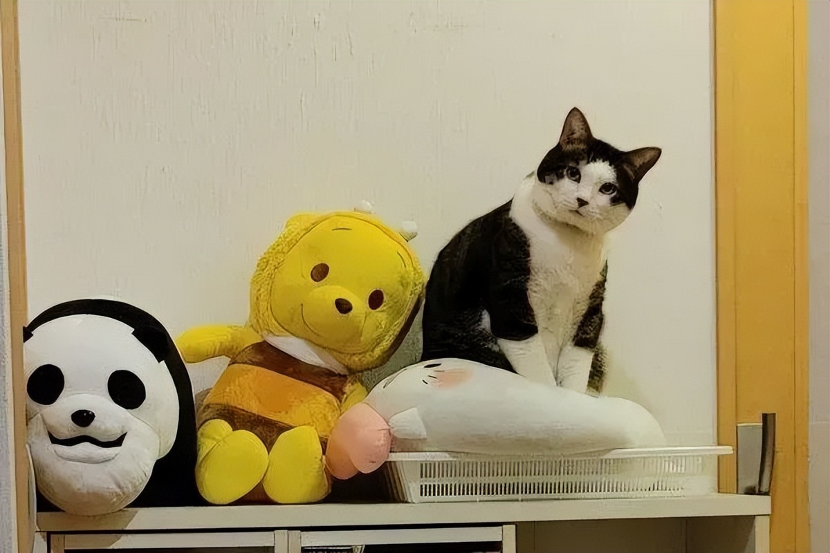 猫咪打瞌睡姿势_白底虎斑猫顾家日常_猫咪瘫痪护理要点