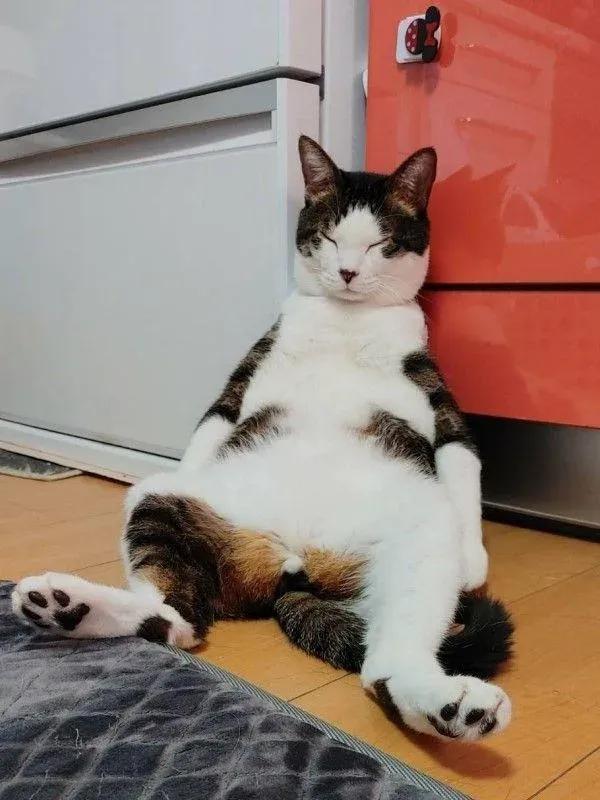 白底虎斑猫顾家日常_猫咪打瞌睡姿势_猫咪瘫痪护理要点