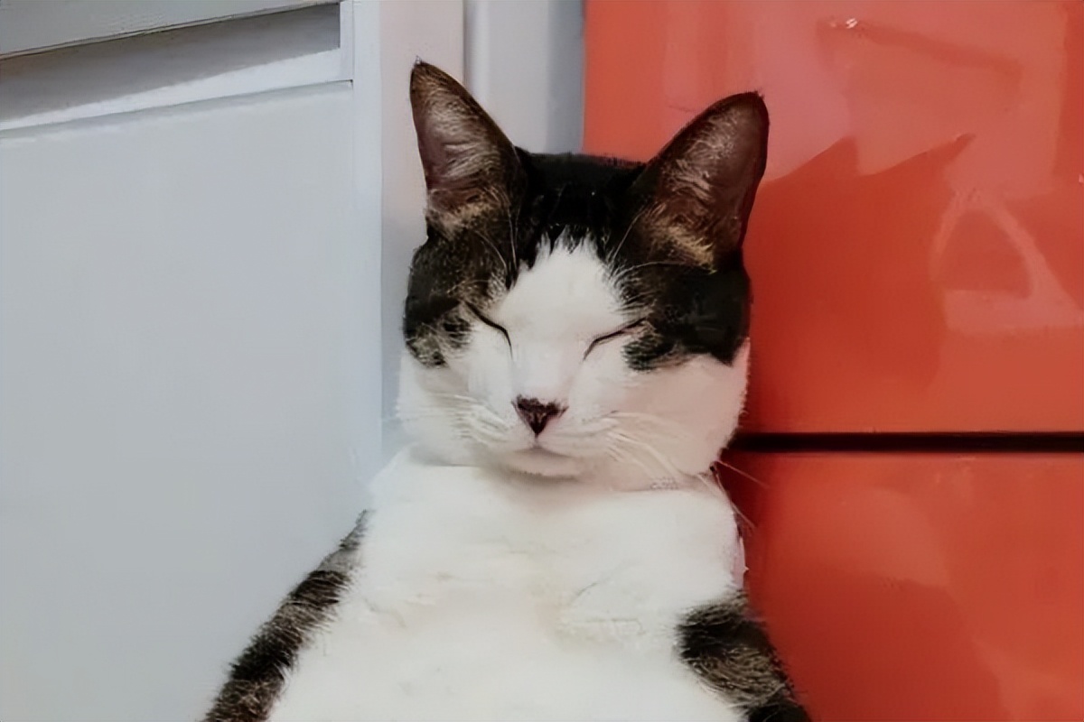 白底虎斑猫顾家日常_猫咪瘫痪护理要点_猫咪打瞌睡姿势
