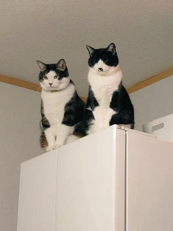 白底虎斑猫顾家日常_猫咪瘫痪护理要点_猫咪打瞌睡姿势