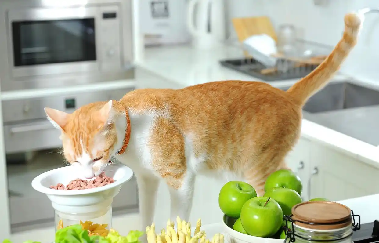 猫咪厌食症：强迫喂食的正确方式_猫不吃猫粮原因分析_猫咪挑食解决方法