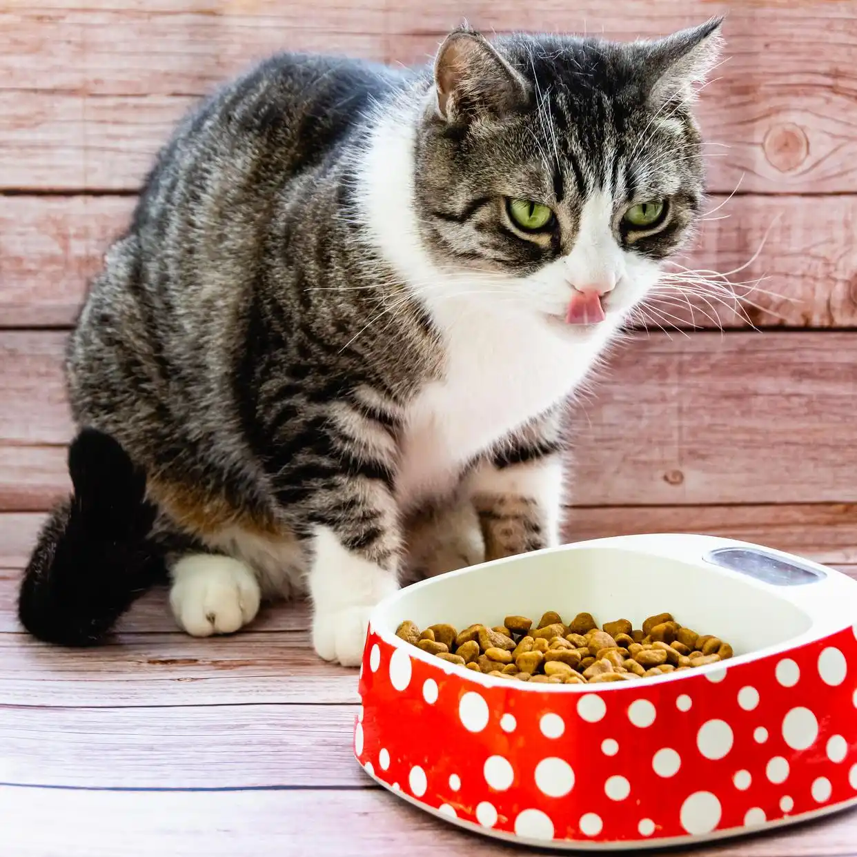猫咪挑食解决方法_猫咪厌食症：强迫喂食的正确方式_猫不吃猫粮原因分析