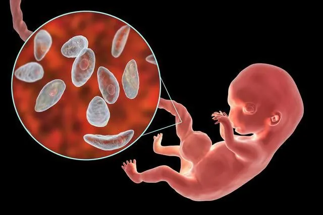 孕妇养宠弓形虫危害_怀孕能不能养猫_猫咪弓形虫检测：孕妇养猫必读