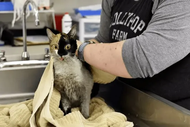 猫咪弓形虫检测：孕妇养猫必读_怀孕能不能养猫_孕妇养宠弓形虫危害