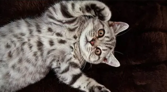 猫咪弓形虫检测：孕妇养猫必读_怀孕能不能养猫_孕妇养宠弓形虫危害