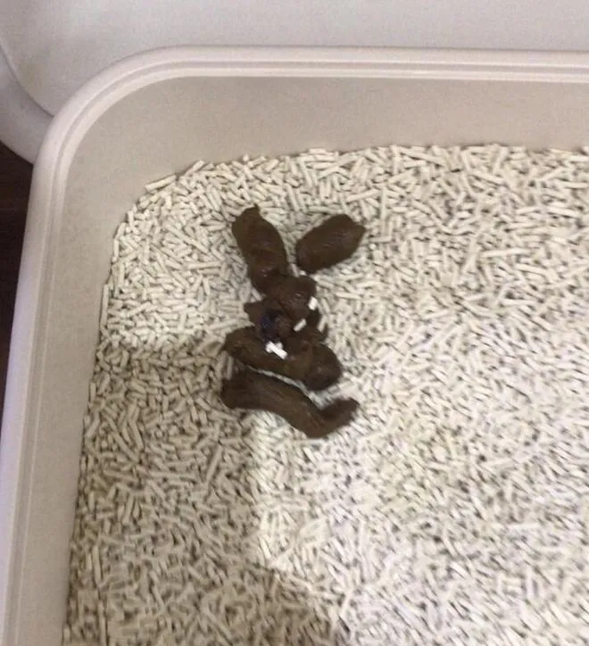孕妇养宠弓形虫危害_怀孕能不能养猫_猫咪弓形虫检测：孕妇养猫必读