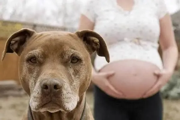 怀孕能不能养猫_猫咪弓形虫检测：孕妇养猫必读_孕妇养宠弓形虫危害