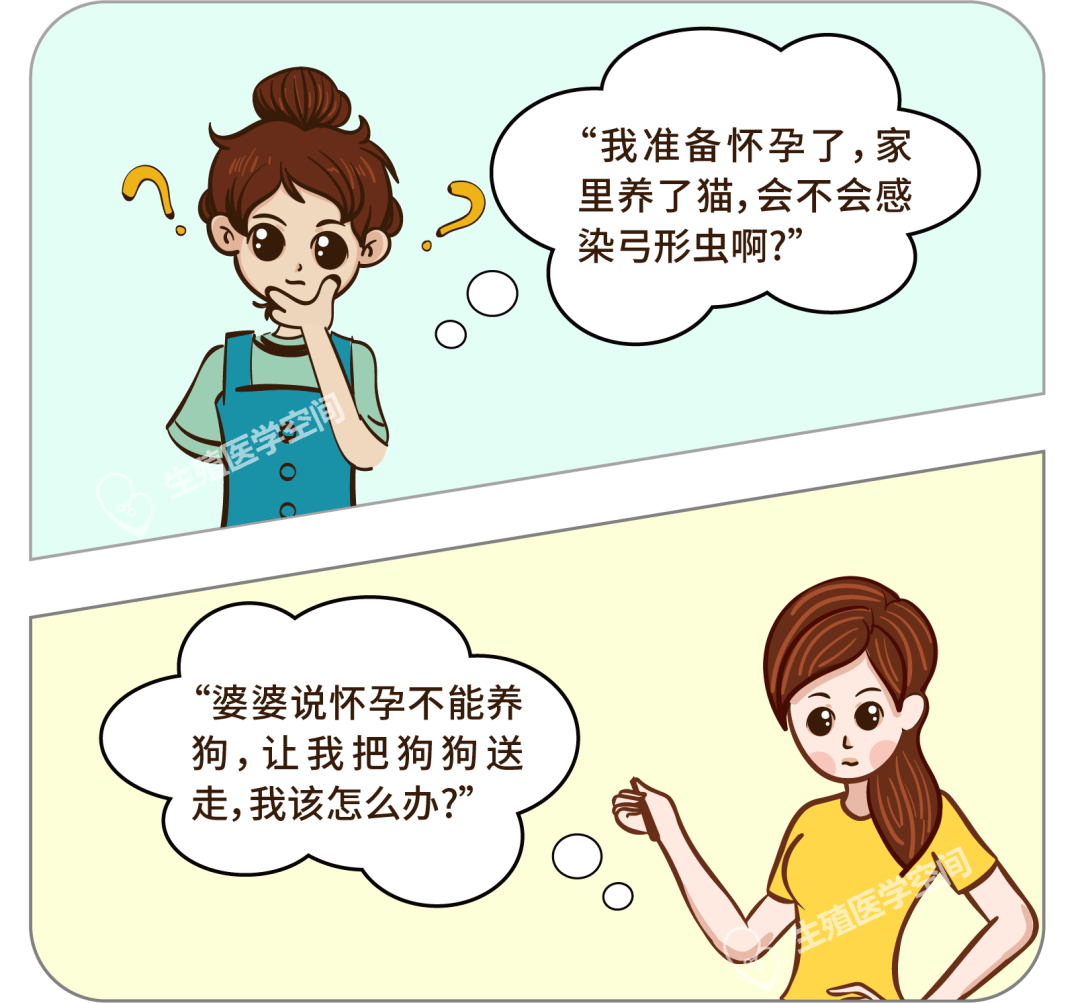 怀孕养宠物弓形虫风险_猫咪弓形虫检测：孕妇养猫必读_宠物弓形虫感染预防措施