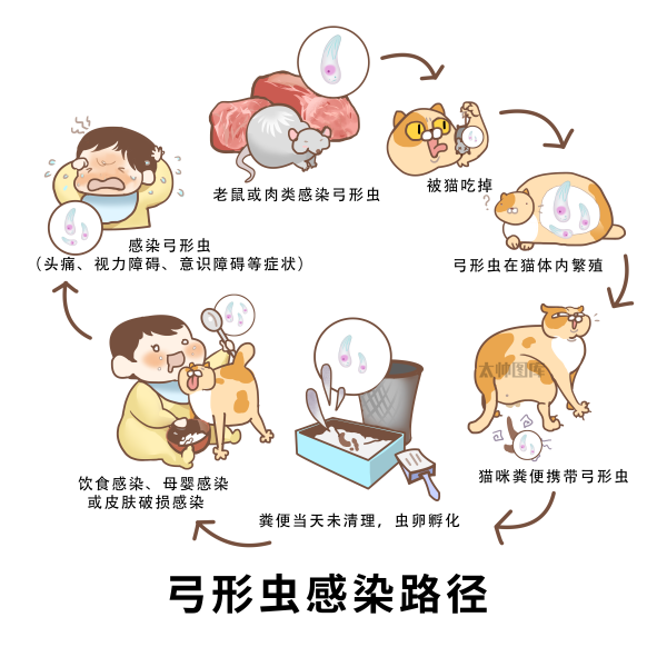 怀孕养宠物弓形虫风险_宠物弓形虫感染预防措施_猫咪弓形虫检测：孕妇养猫必读