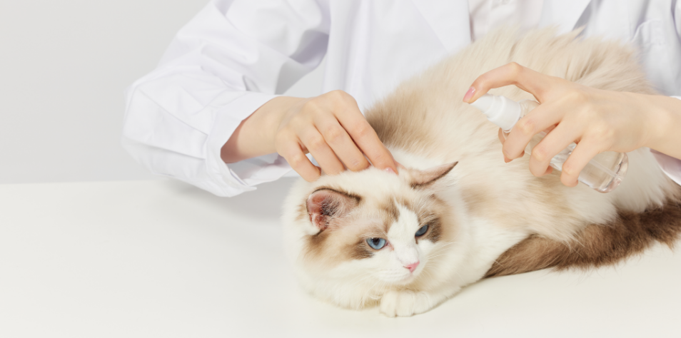 宠物弓形虫感染预防措施_怀孕养宠物弓形虫风险_猫咪弓形虫检测：孕妇养猫必读
