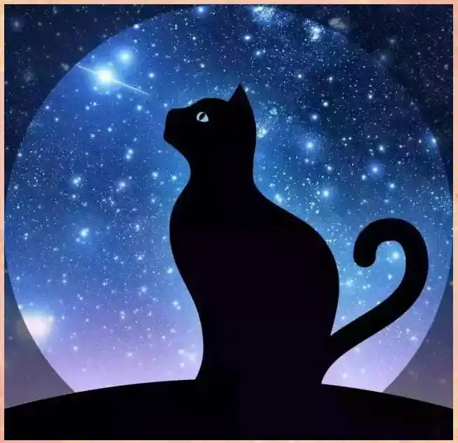 科学解读孕期养宠物的安全性：弓形虫风险与预防策略-派特超人-宠物