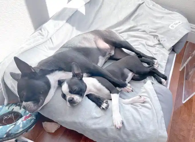 猫咪弓形虫检测：孕妇养猫必读_怀孕养狗弓形虫风险_备孕养猫弓形虫检查