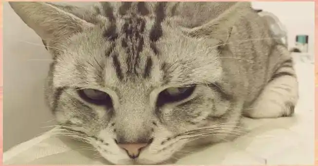 猫咪弓形虫检测：孕妇养猫必读_备孕养猫弓形虫检查_怀孕养狗弓形虫风险