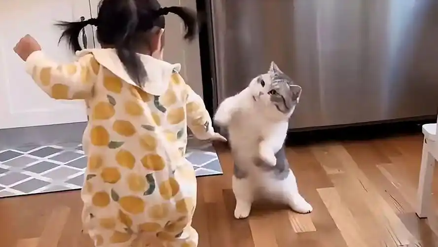 备孕养猫弓形虫检查_猫咪弓形虫检测：孕妇养猫必读_怀孕养狗弓形虫风险