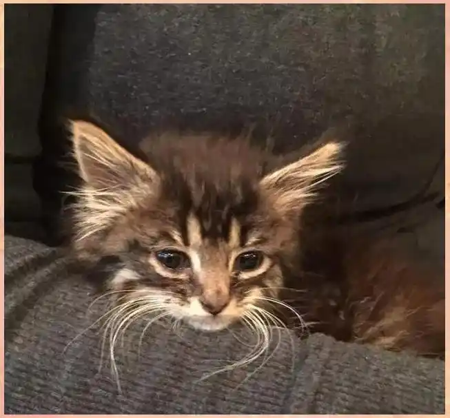 怀孕养狗弓形虫风险_备孕养猫弓形虫检查_猫咪弓形虫检测：孕妇养猫必读