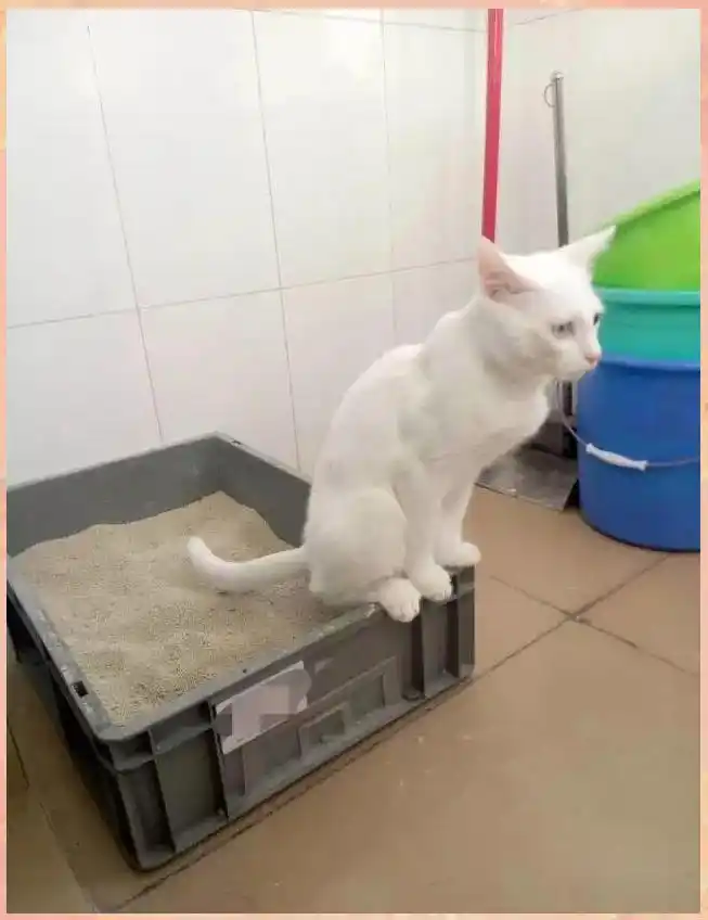 怀孕养狗弓形虫风险_备孕养猫弓形虫检查_猫咪弓形虫检测：孕妇养猫必读