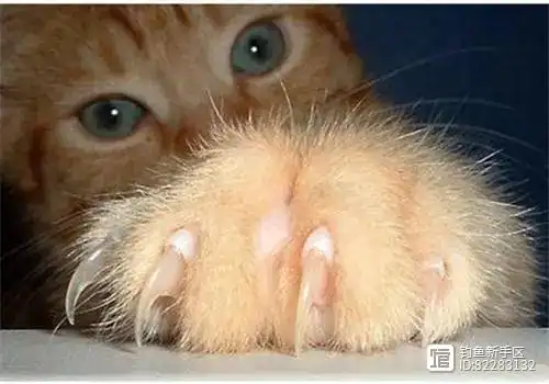 猫咪专业护理的频率建议_猫咪脚趾甲修剪频率_家养猫指甲护理