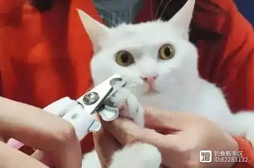 家养猫指甲护理_猫咪专业护理的频率建议_猫咪脚趾甲修剪频率