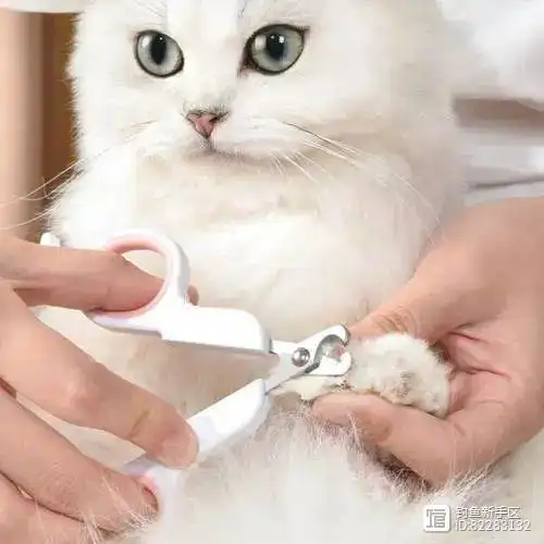 家养猫指甲护理_猫咪脚趾甲修剪频率_猫咪专业护理的频率建议