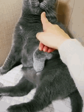 猫咪打猫部位_猫咪不能打部位_猫咪瘫痪护理要点