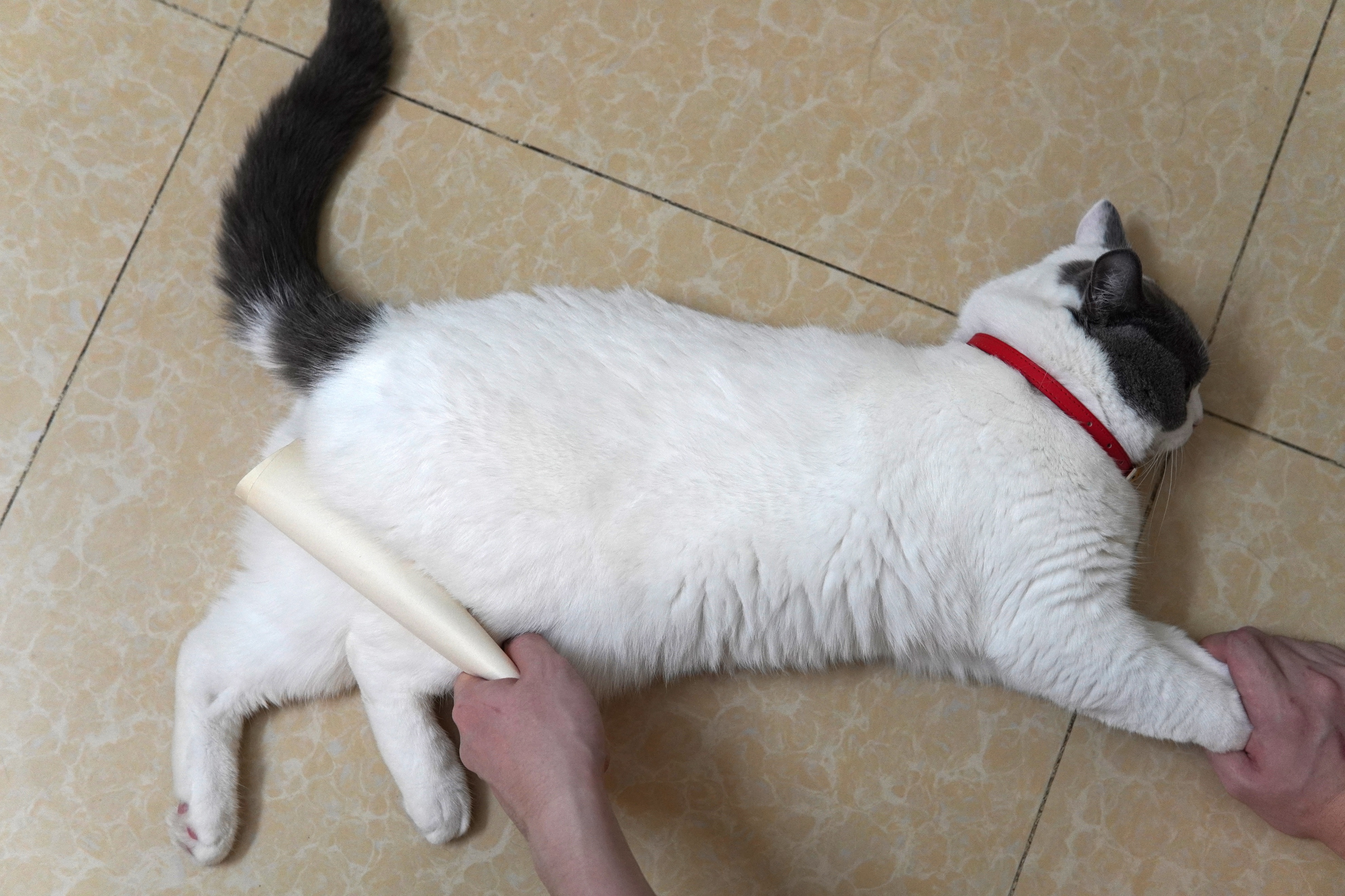 猫咪瘫痪护理要点_猫咪打猫部位_猫咪不能打部位