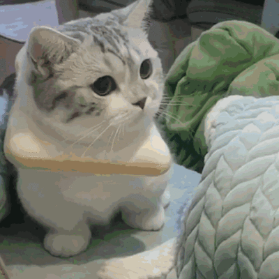 猫咪不能打部位_猫咪打猫部位_猫咪瘫痪护理要点