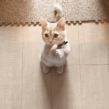 猫咪瘫痪护理要点_猫咪不能打部位_猫咪打猫部位