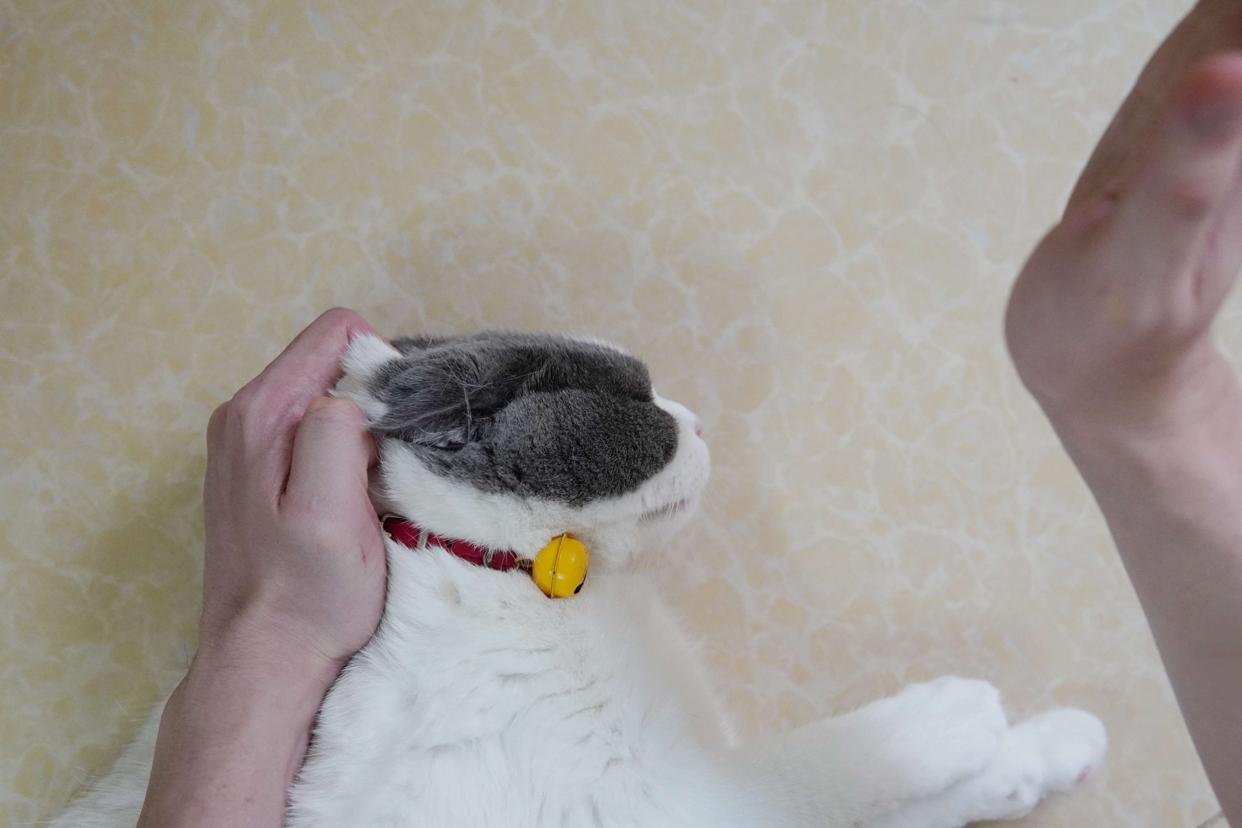 猫咪不能打部位_猫咪打猫部位_猫咪瘫痪护理要点