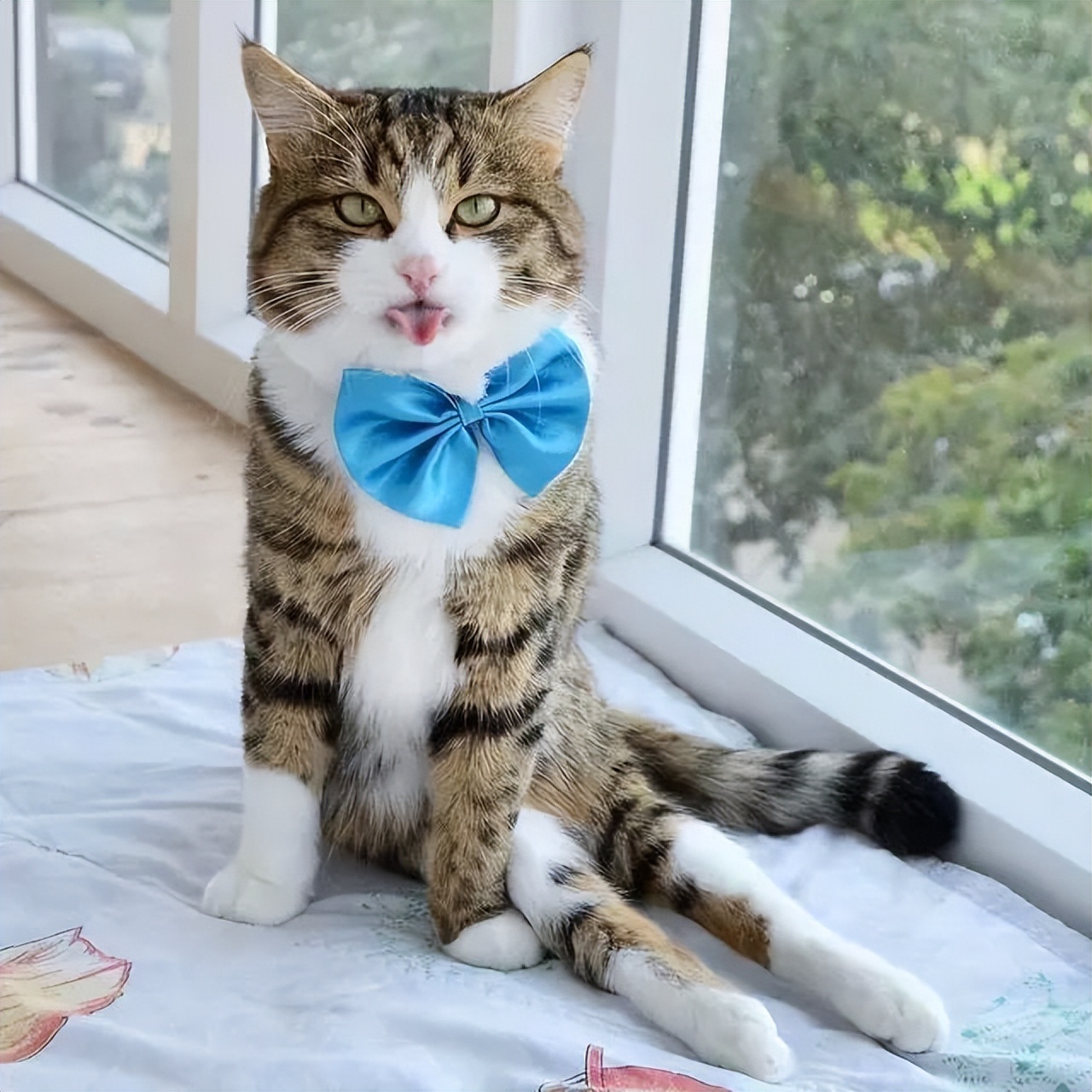 猫咪瘫痪护理要点_猫咪打猫部位_猫咪不能打部位