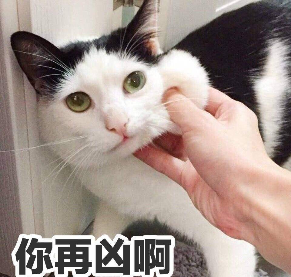 猫咪不能打部位_猫咪瘫痪护理要点_猫咪打猫部位