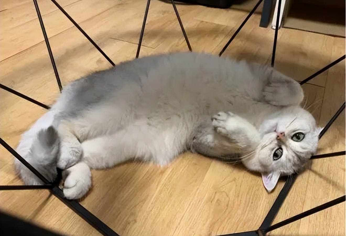 猫咪不能打部位_猫咪打猫部位_猫咪瘫痪护理要点