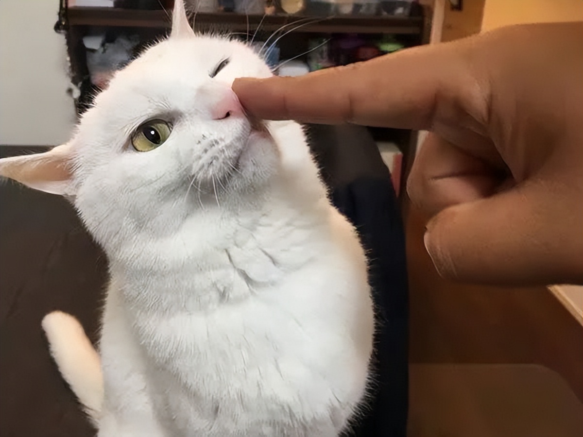 猫咪瘫痪护理要点_猫咪打猫部位_猫咪不能打部位