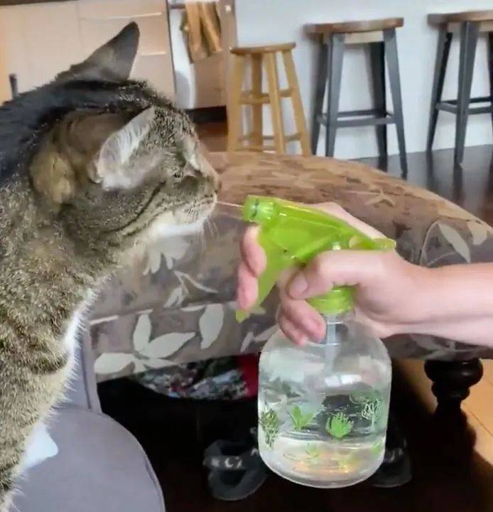 猫咪不能打部位_猫咪瘫痪护理要点_猫咪打猫部位