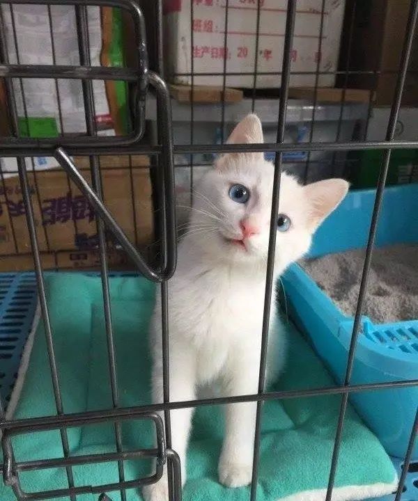 猫咪打猫部位_猫咪不能打部位_猫咪瘫痪护理要点