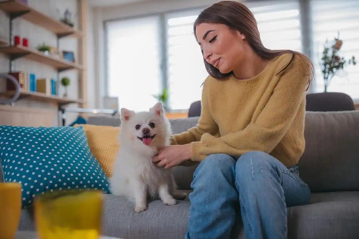 孕妇真的不能养猫吗？揭开那些流传已久的误解！-派特超人-宠物