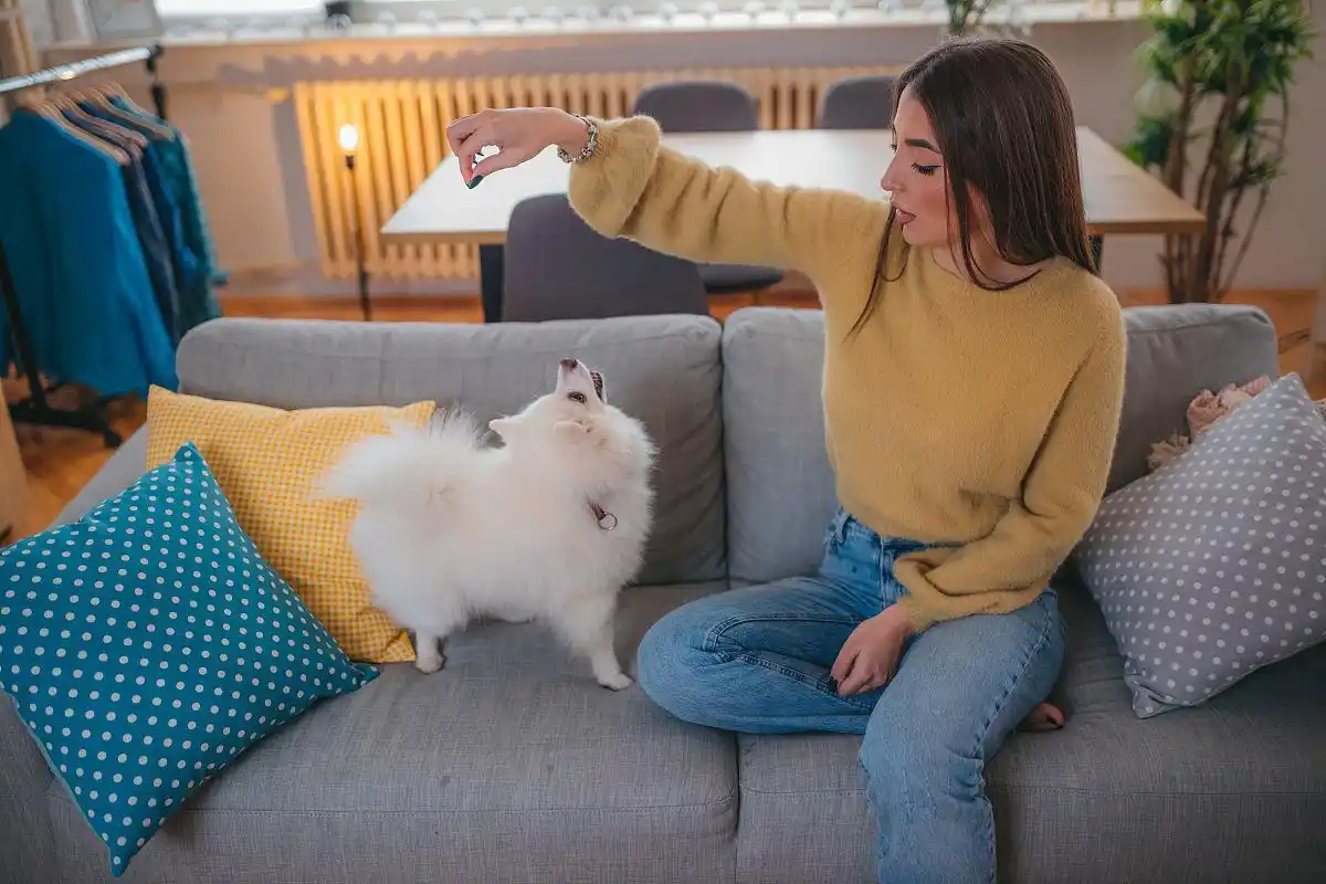孕妇养猫弓形虫风险_孕期养猫科学防护措施_猫咪弓形虫检测：孕妇养猫必读