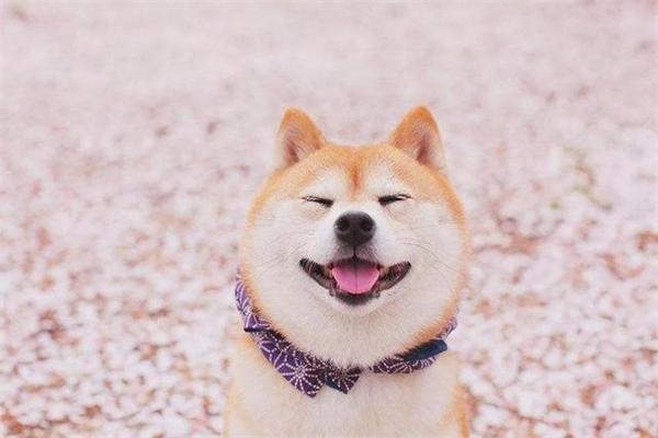 小狗用的沐浴乳应当如何选择-派特超人-宠物