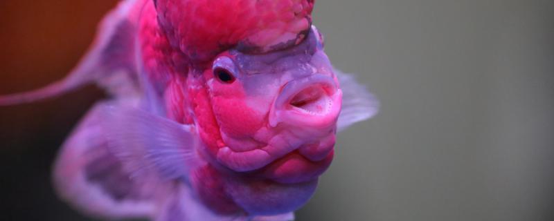 罗汉鱼头撞破了怎么办，怎么预防头撞破-派特超人-宠物