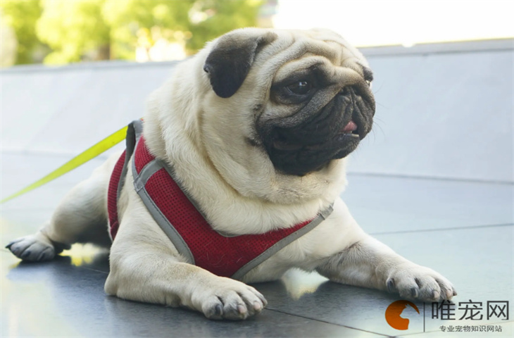 狗耳朵流脓很臭怎么治疗 什么原因导致的-派特超人-宠物