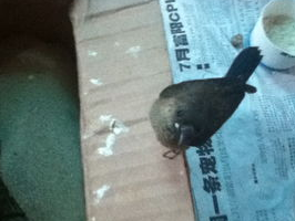 今日科普：小鸟吃东西卡住了怎么办？-派特超人-宠物