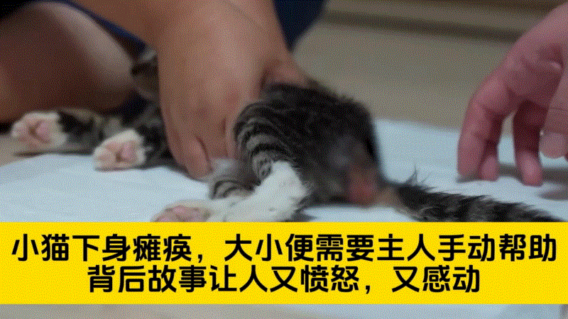 小猫下身突然瘫痪，大小便需要人帮忙，背后故事让人又愤怒又感动-派特超人-宠物