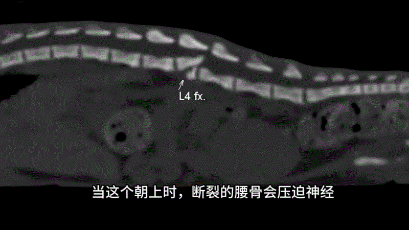 流浪猫救助与照顾_小猫下半身瘫痪治疗经历_猫咪瘫痪护理要点